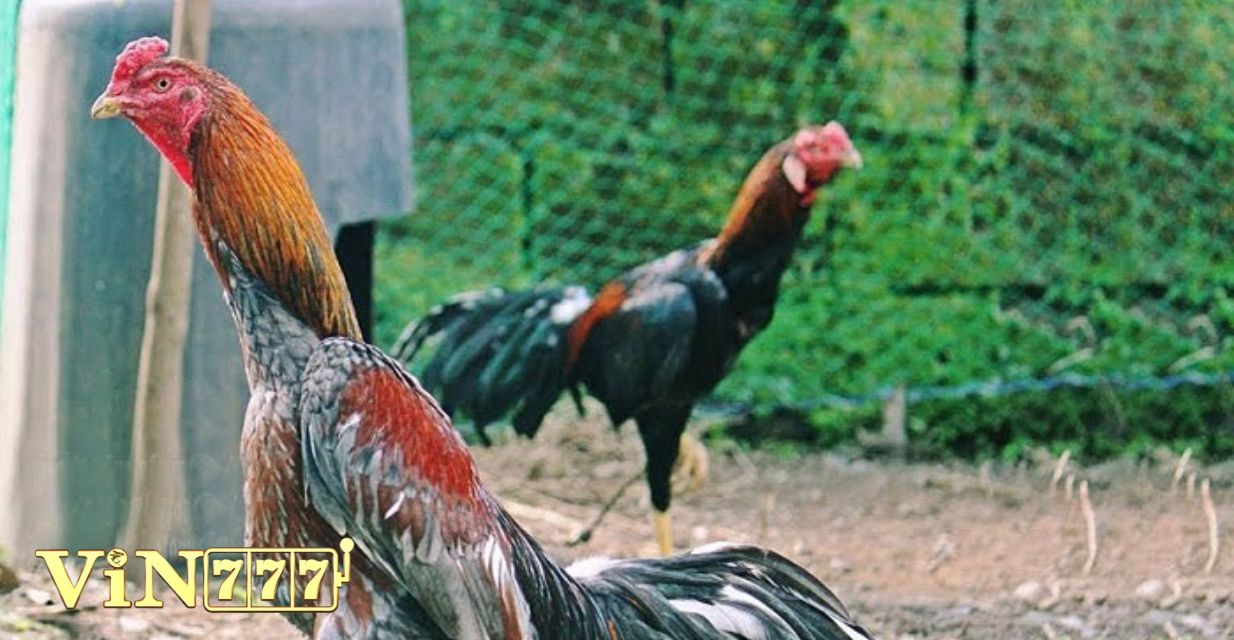 Nguồn gốc gà đòn Thái Lan